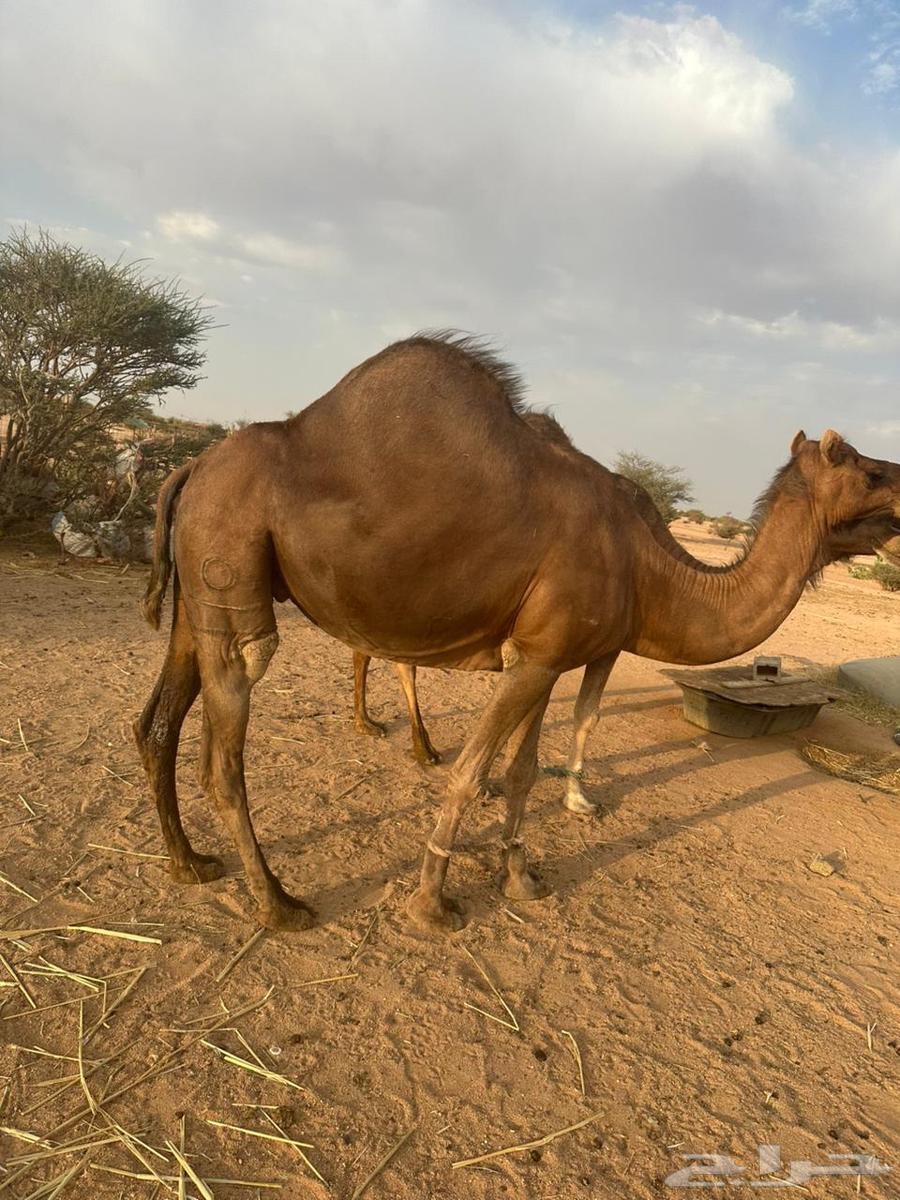 للبيع ثنتين نياق لقحات64496820062723112