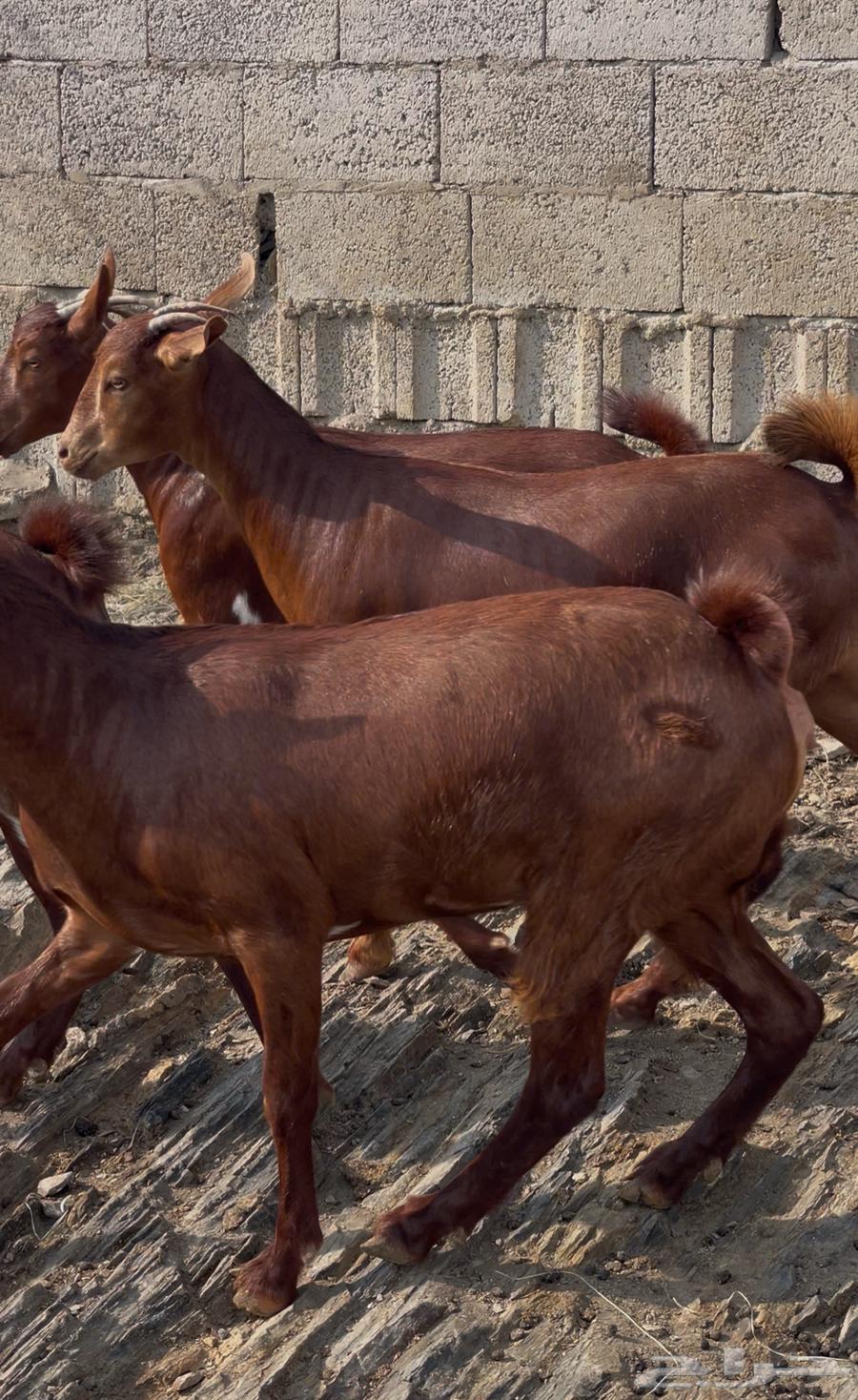 معزا دهم ماشاء الله تم البييع64497509557633111