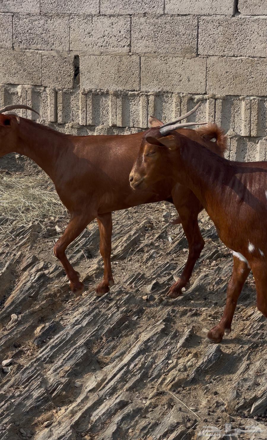 معزا دهم ماشاء الله تم البييع64497509557633112