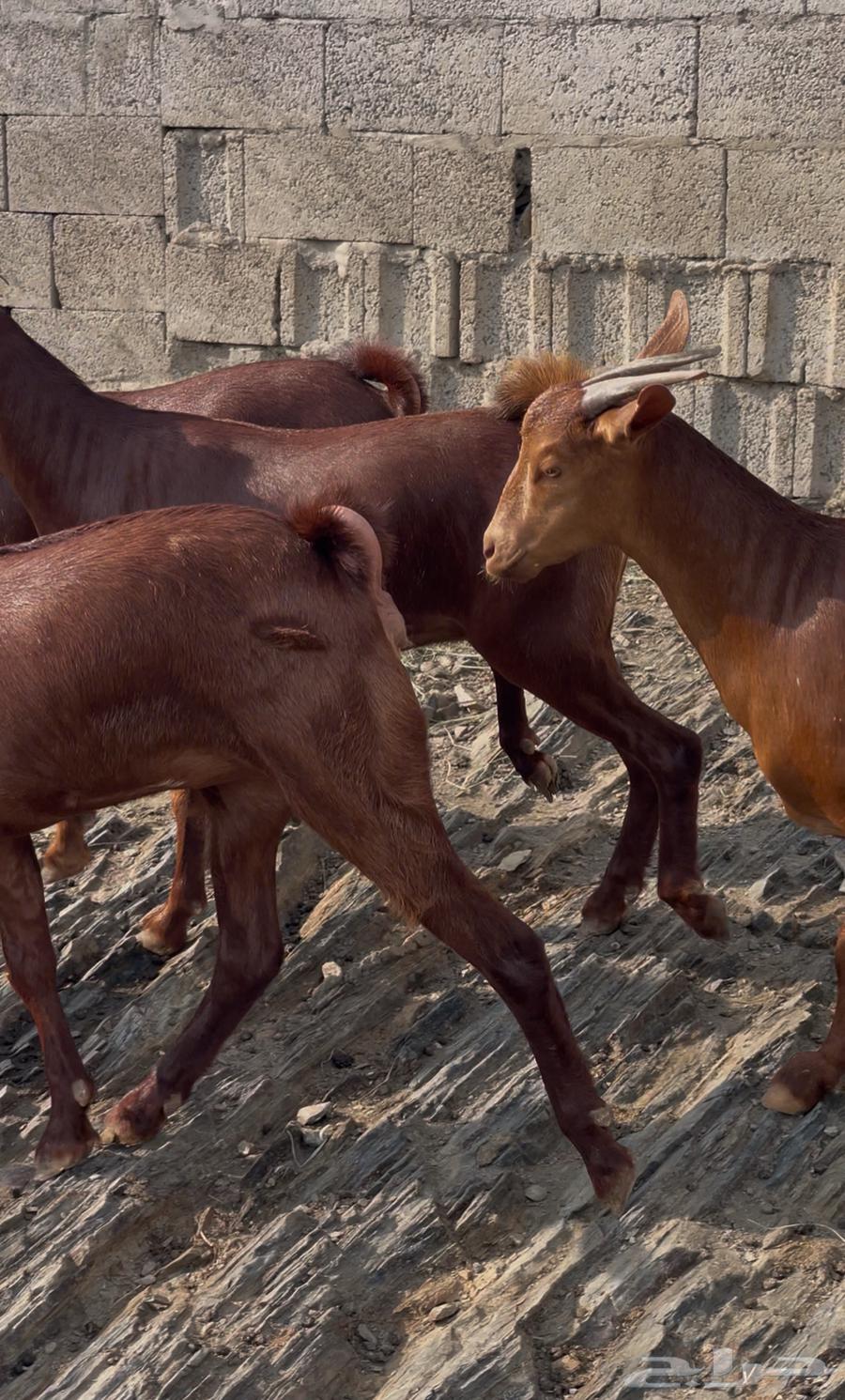 معزا دهم ماشاء الله تم البييع64497509557633110