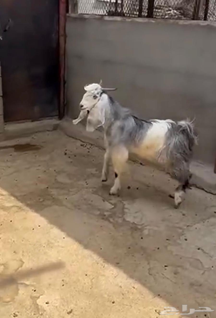 Goats for sale aged from 6 months to 7 months64497331286657110