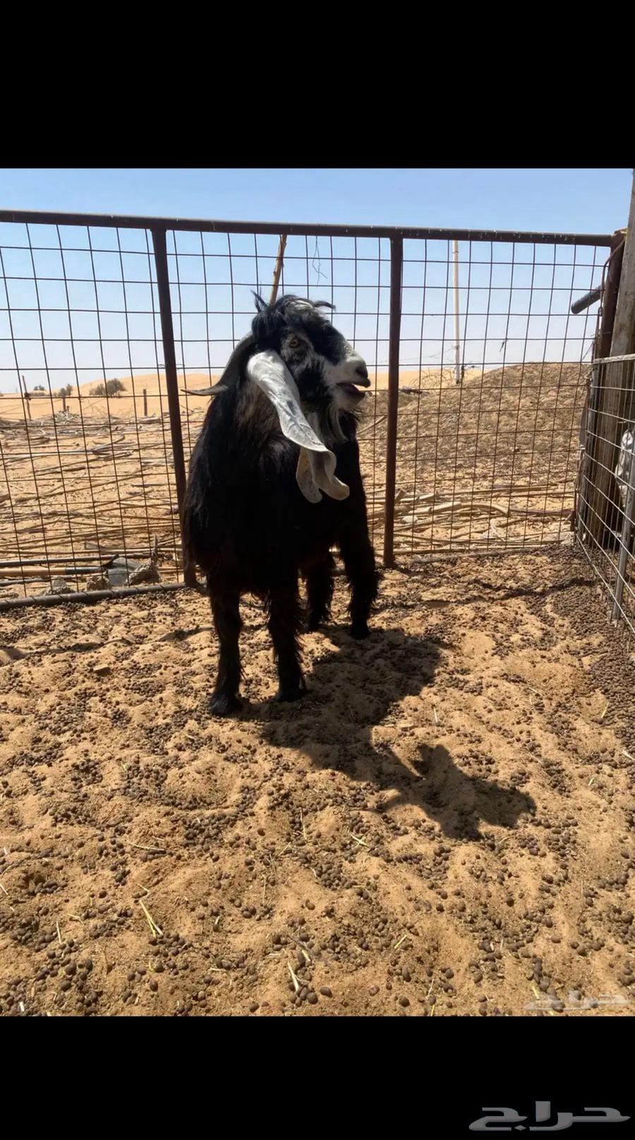 للبيع عدد 2 تيوس فحول جدعان عوارض شرط القريع64510563603457112