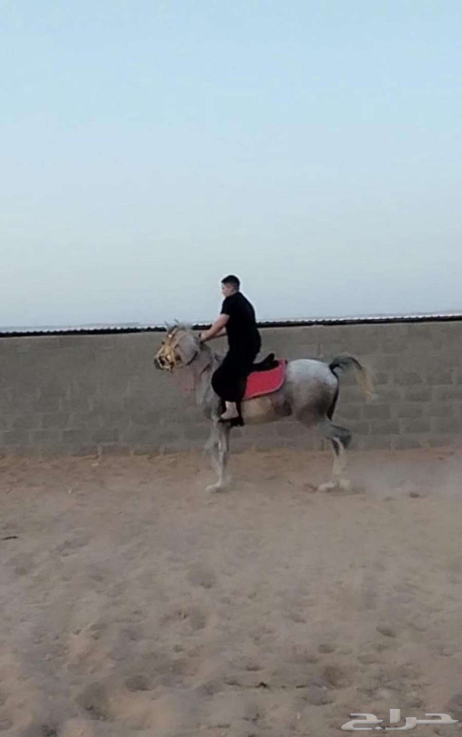 تعليم ركوب الخيل64507081824769111
