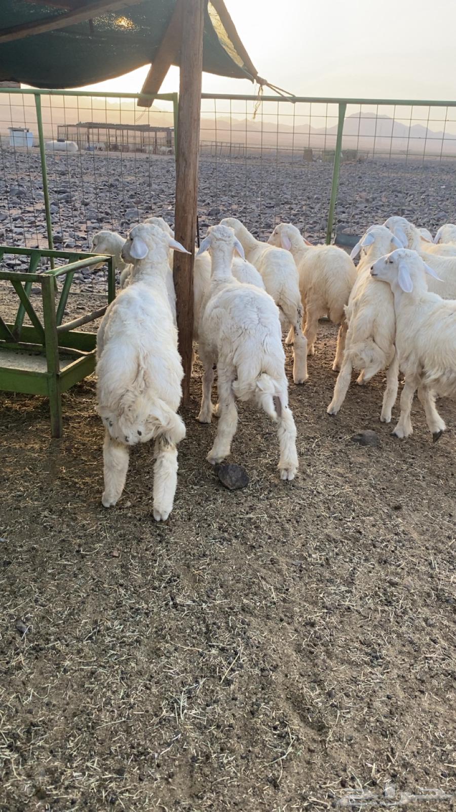 طلين للبيع64484307770243112