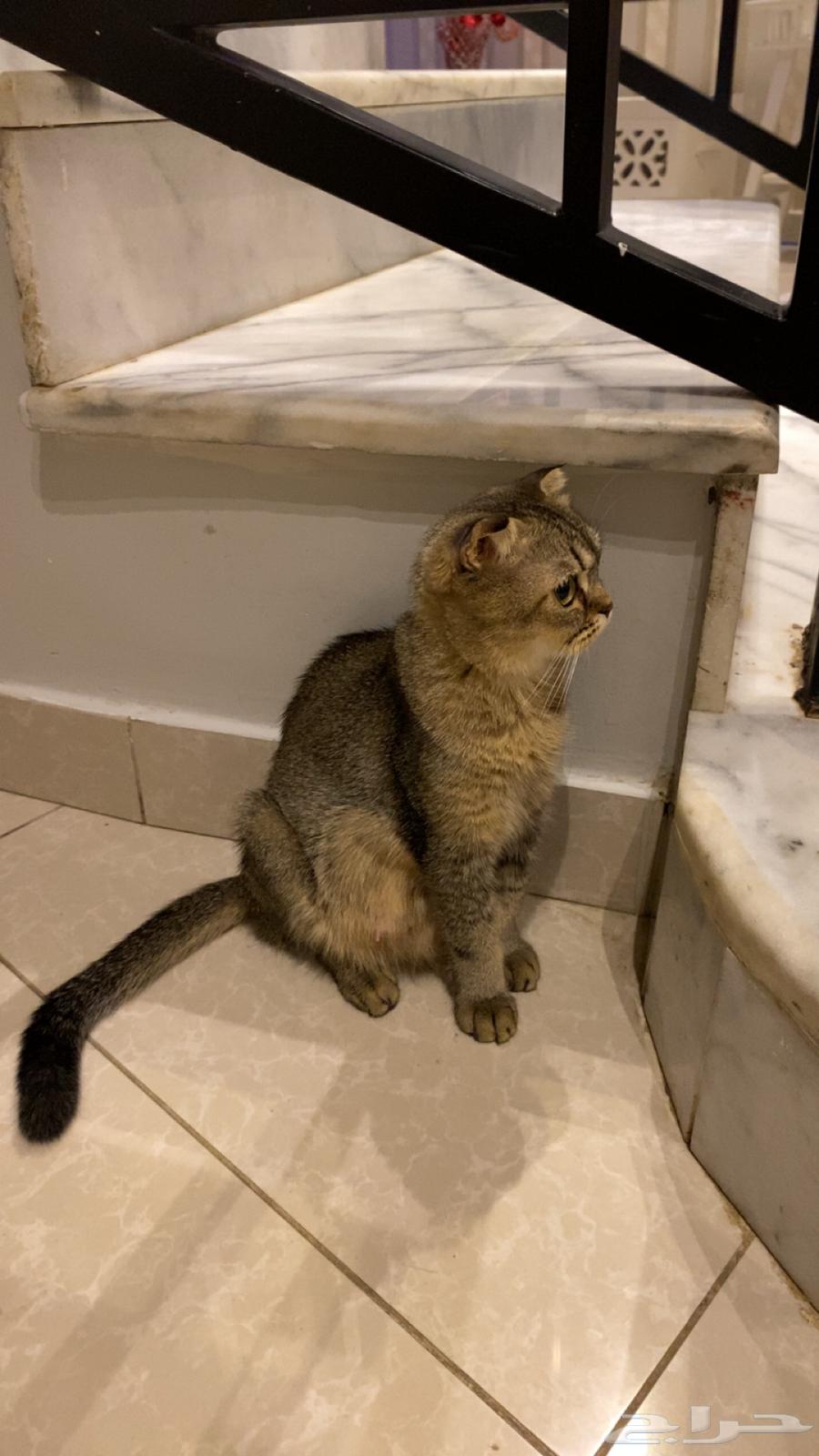 Am Scotch Fold64509152128515110