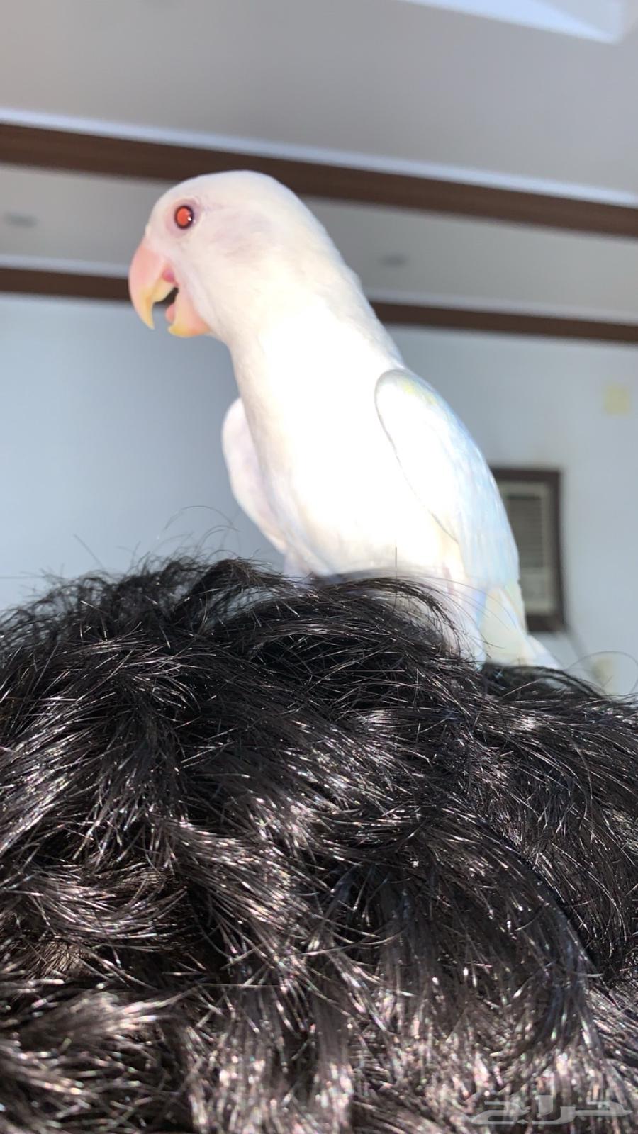 روز اليف وهدد للبيع64507710665987111