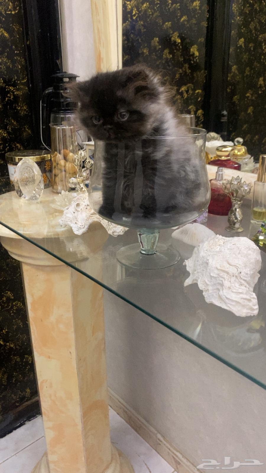 قط شيرازي اليف ذكر لعوب جدا اليف حنون عمره شهرين64505584631297110