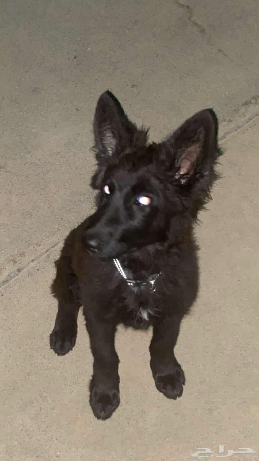 جرو جيرمن بلاك رويال مستوى عالي.64505937552387110