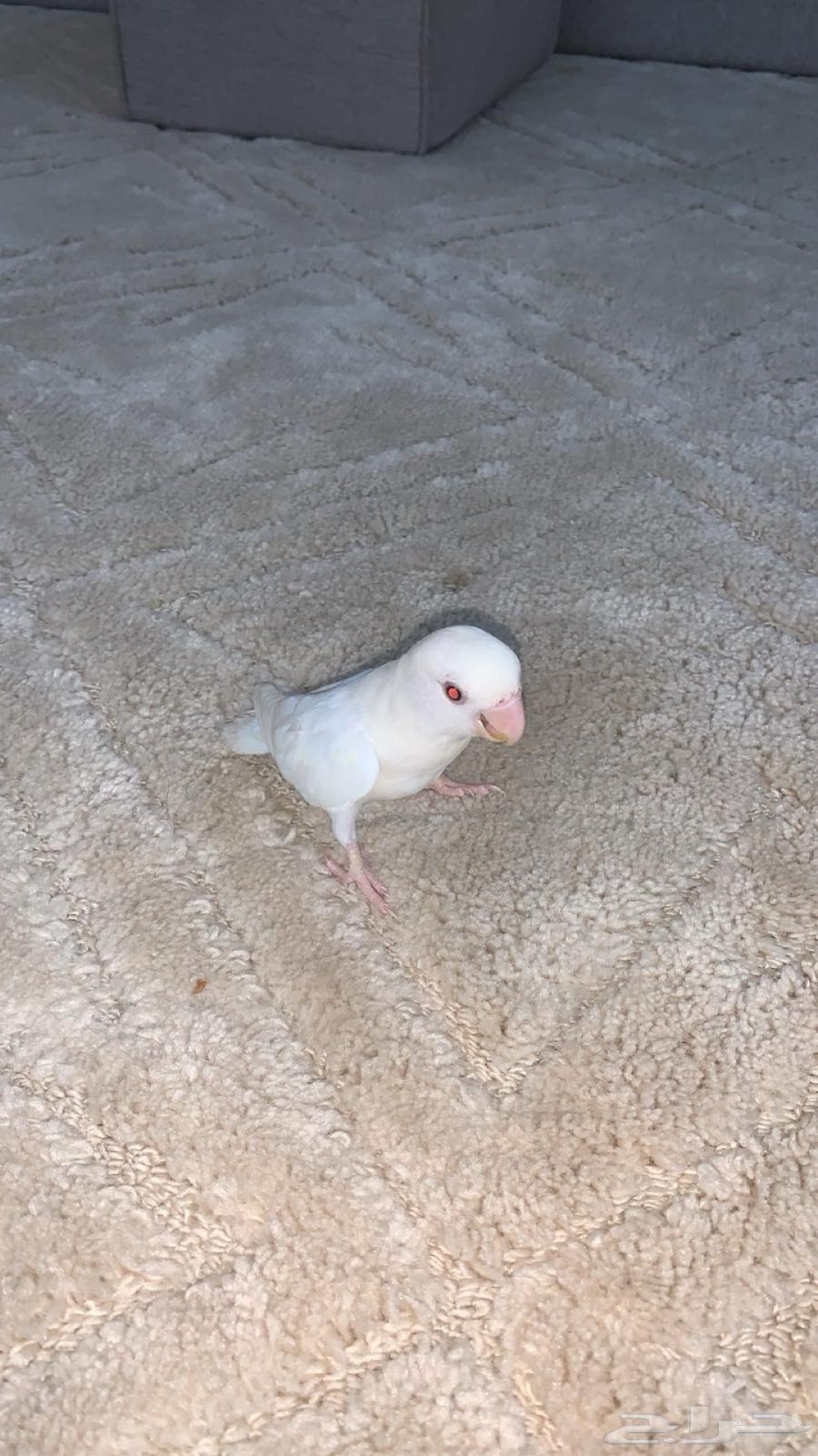 روز اليف وهدد للبيع64507710665987112