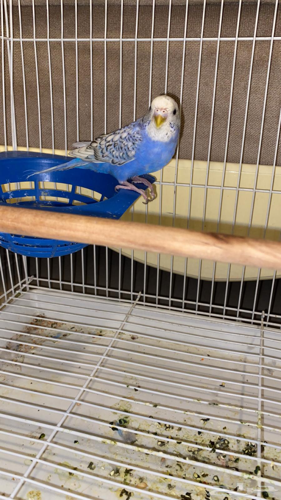 جوز طيور حب64506174595971112