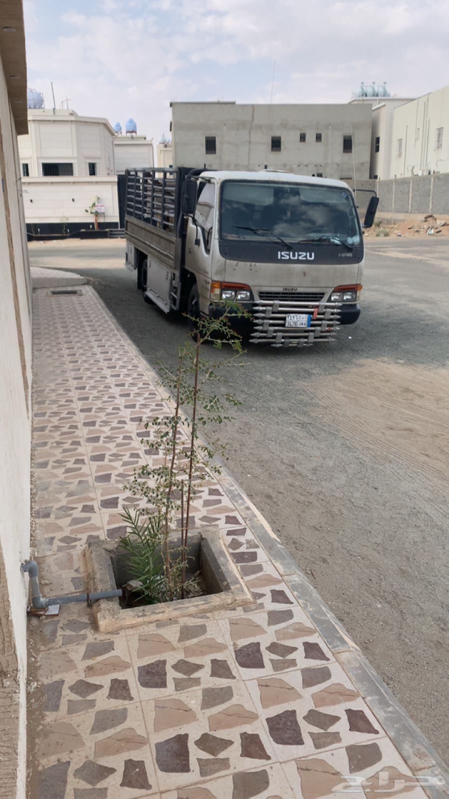 دينا ايسوزو نقل عف ش64148957366529110