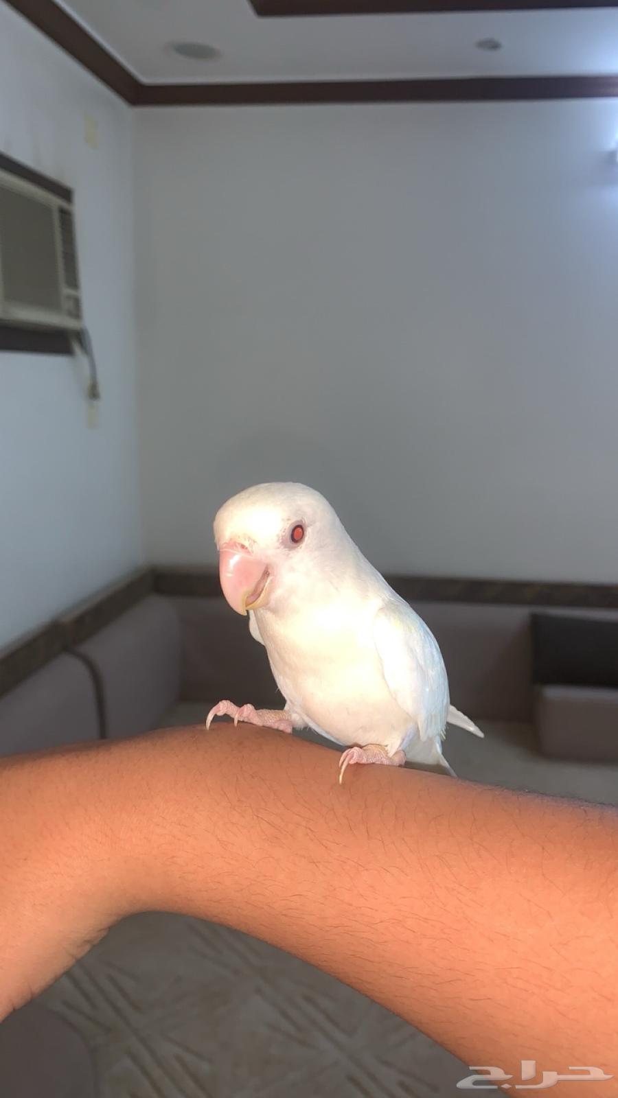 روز اليف وهدد للبيع64507710665987110