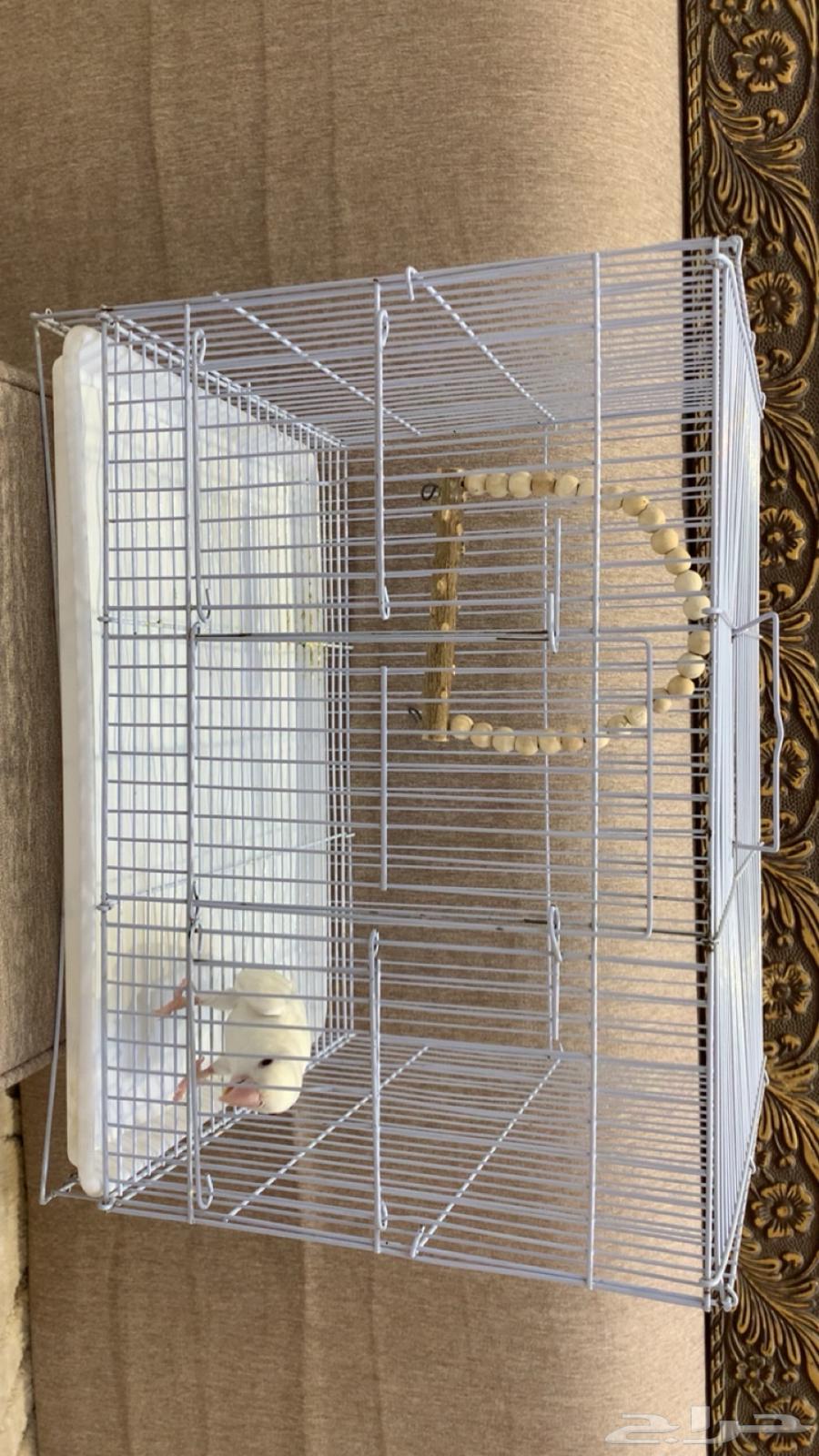 روز اليف وهدد للبيع64507710665987113