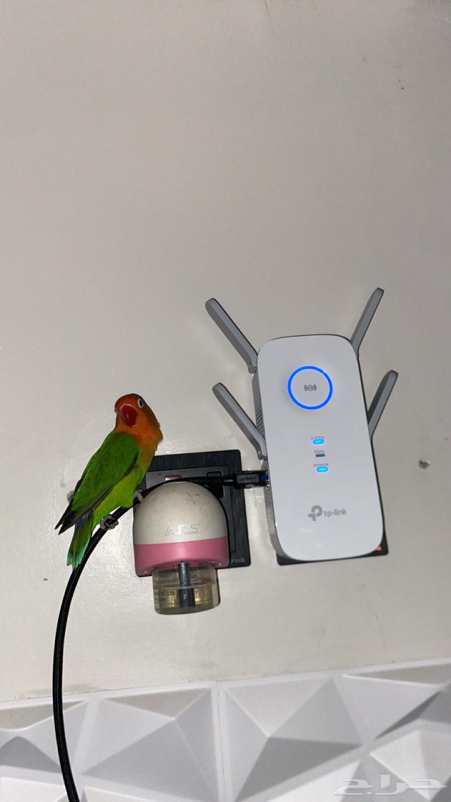 Flying Fisher includes all items, Samel comes for a lifetime near the year64503118244867113