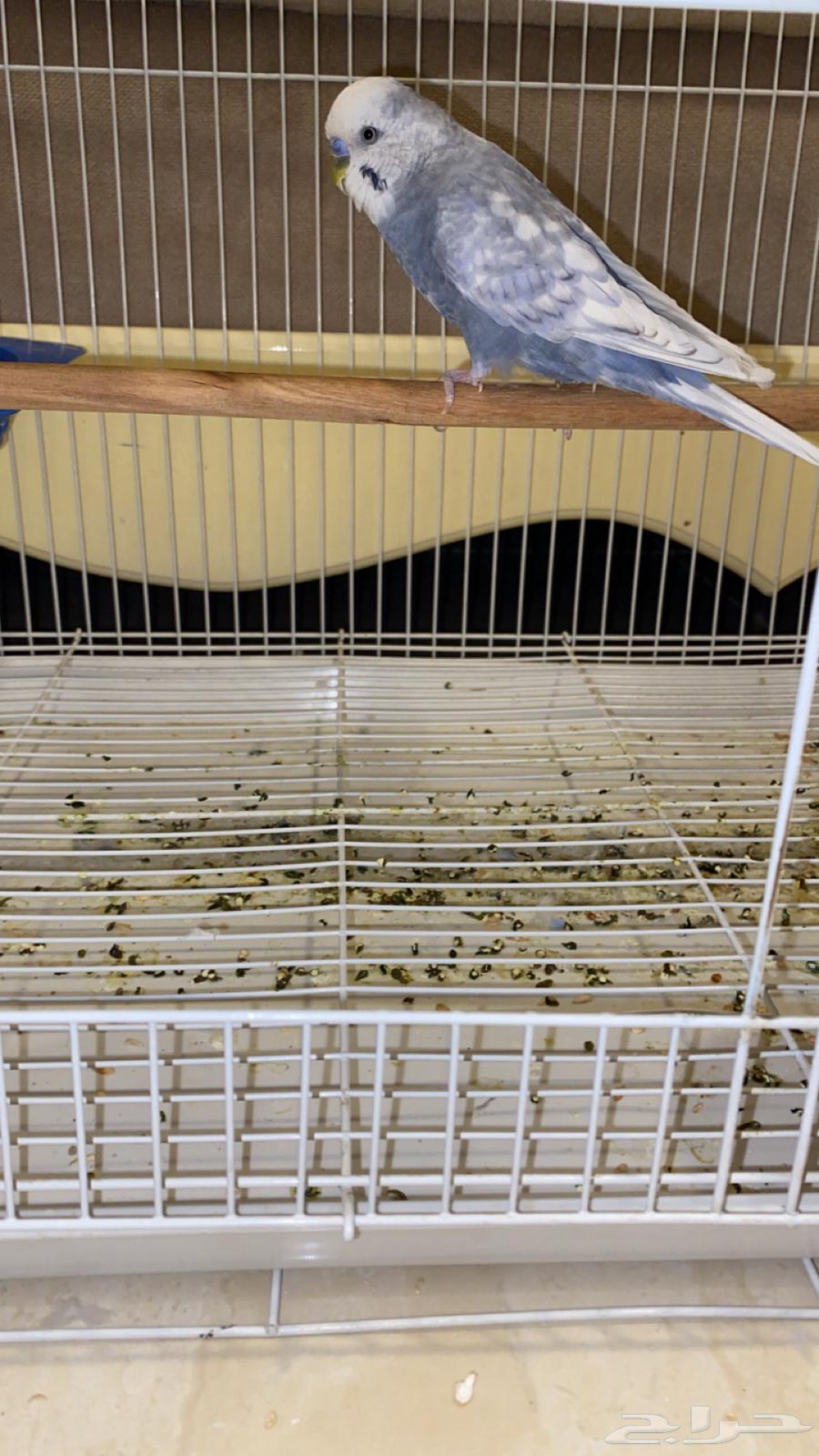 جوز طيور حب64506174595971111