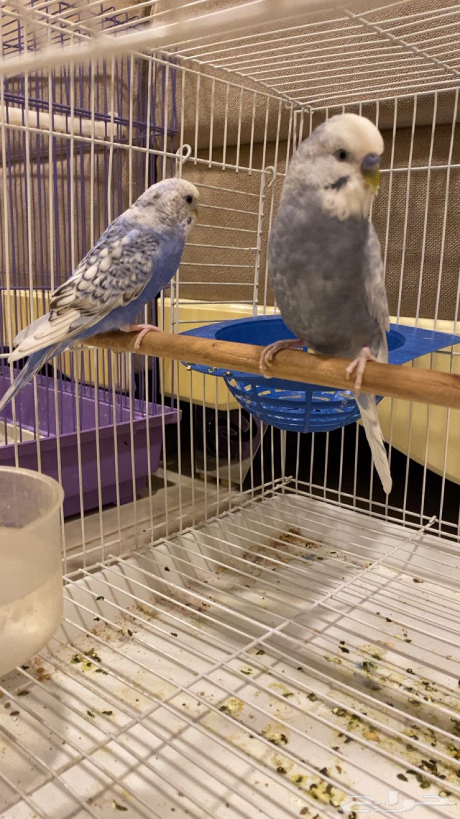 جوز طيور حب64506174595971110