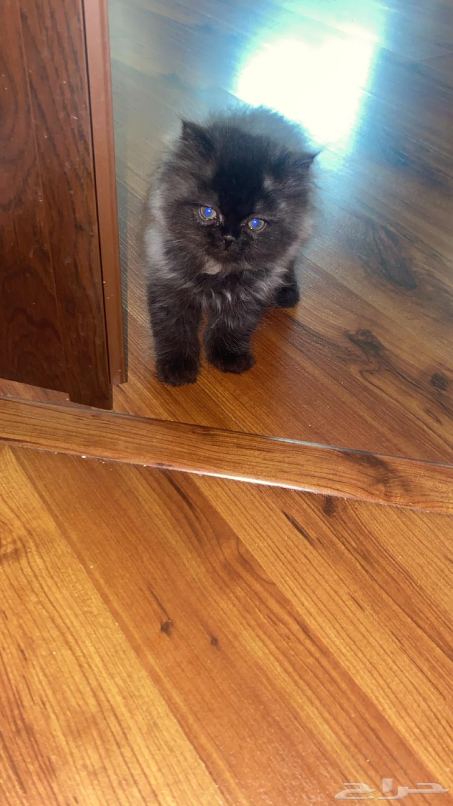 قط شيرازي اليف ذكر لعوب جدا اليف حنون عمره شهرين64505584631297111