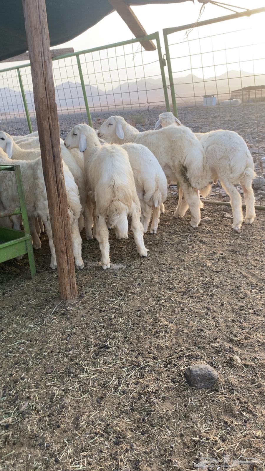 طلين للبيع64484307770243113