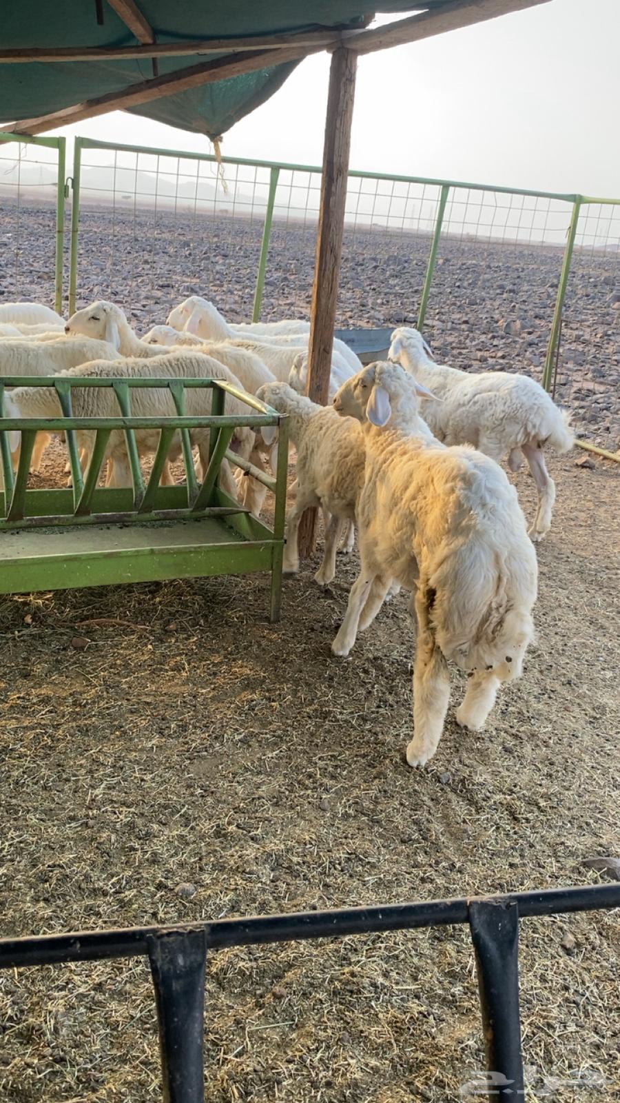 طلين للبيع64484307770243114