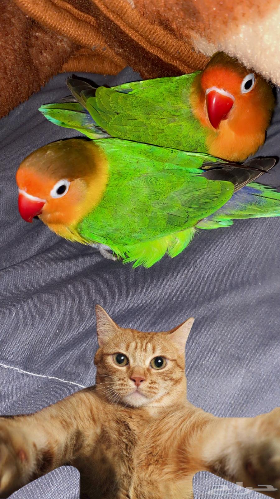 Flying Fisher includes all items, Samel comes for a lifetime near the year64503118244867112