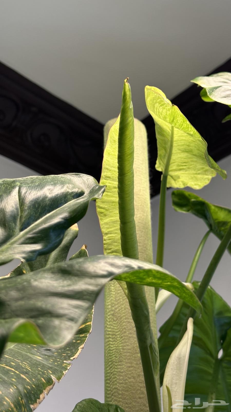 فيلودندرون بريسو  يردي من نوادر النباتات الداخلي64506535103617114