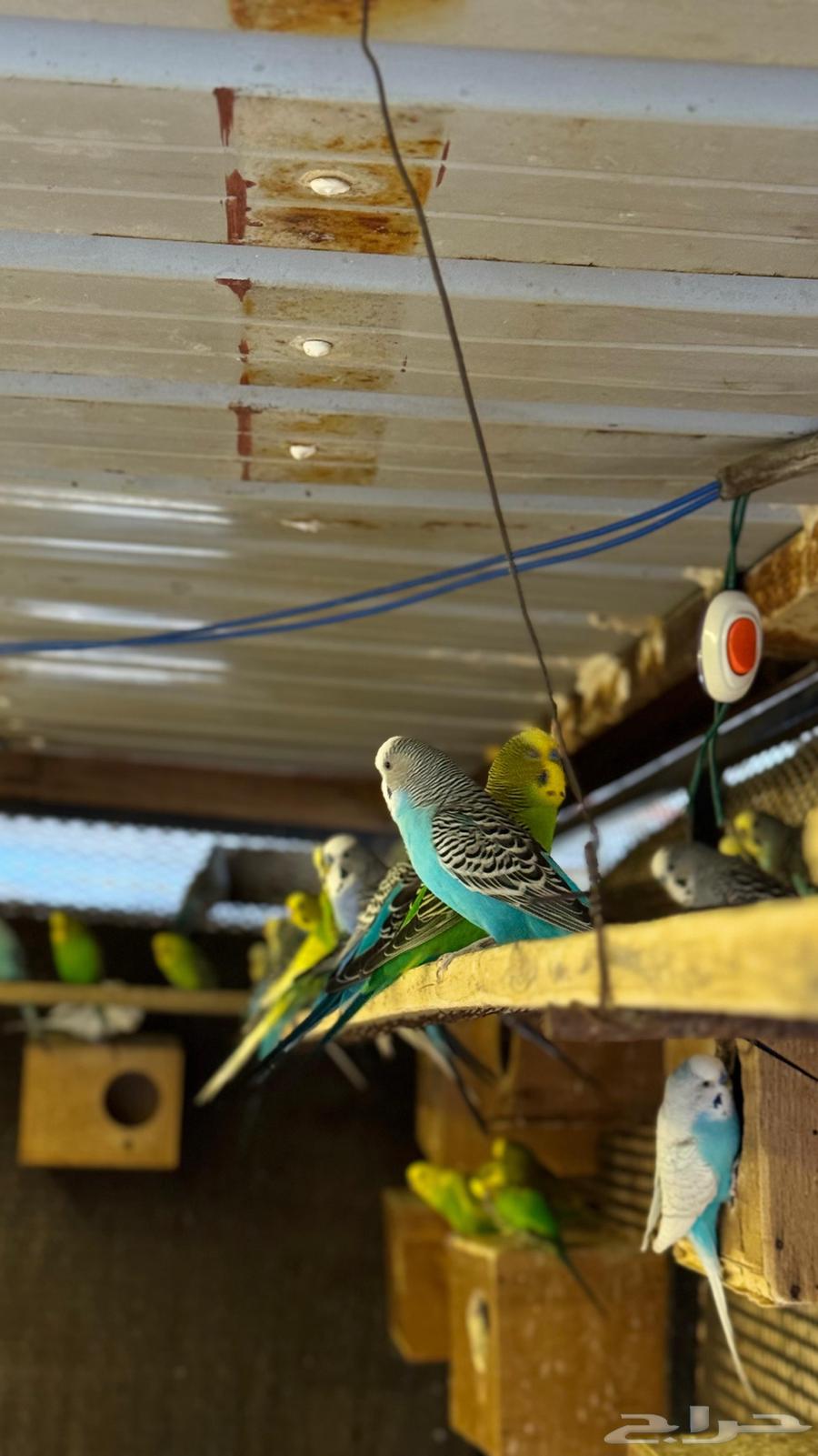 للبيع محمية طيور بادجي64507768113027113