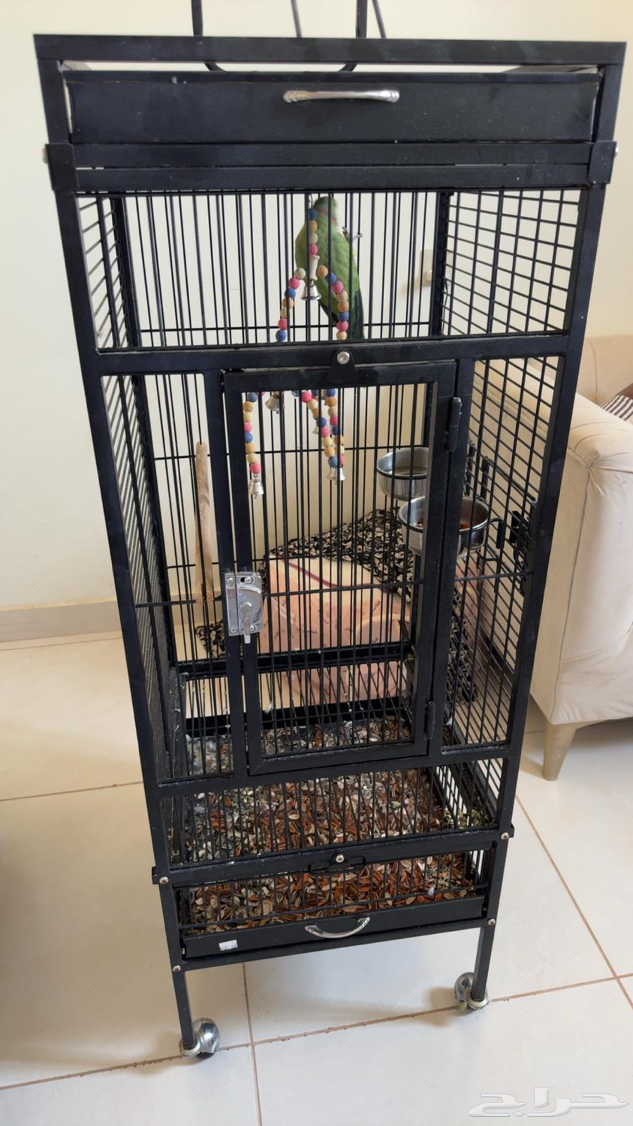 طير ببغاء64509292958978112