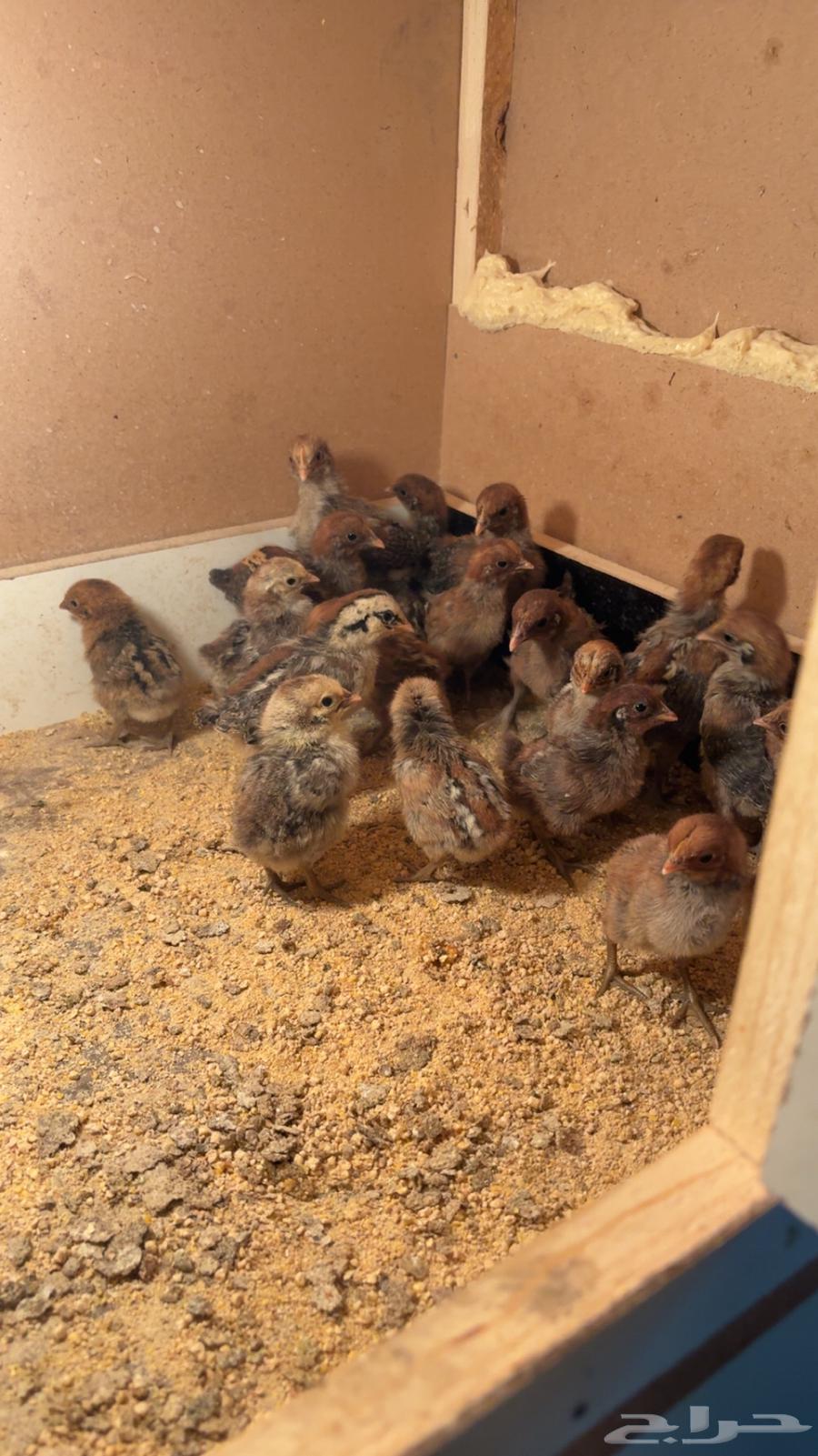 تم البيع الله يبارك للمشتري بعد ريشه64503486801155113