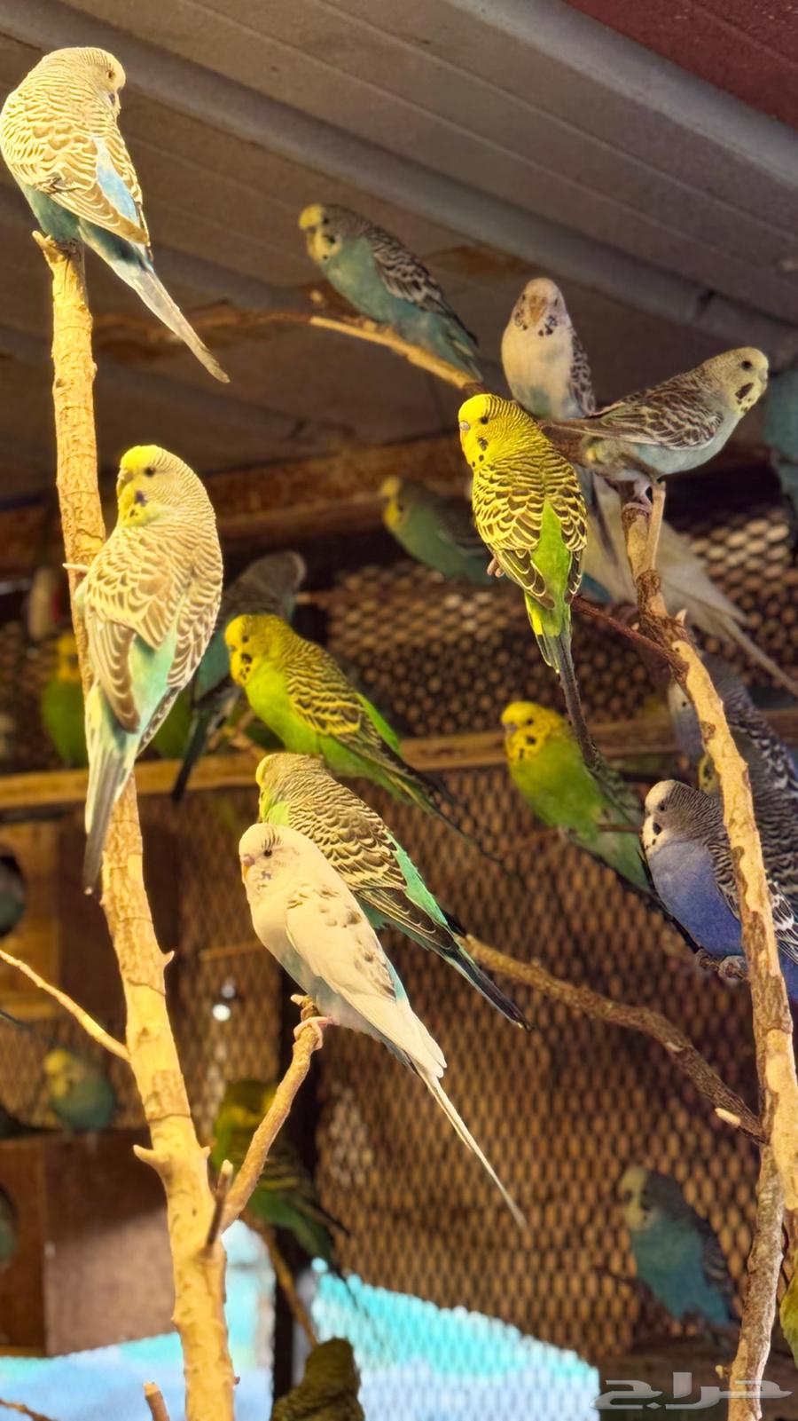 للبيع محمية طيور بادجي64507768113027110