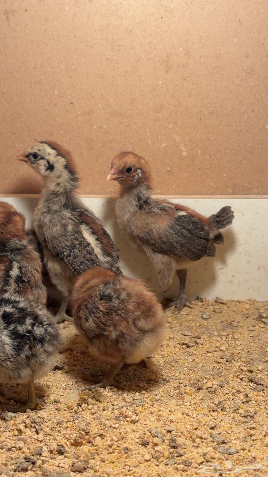 تم البيع الله يبارك للمشتري بعد ريشه64503486801155110