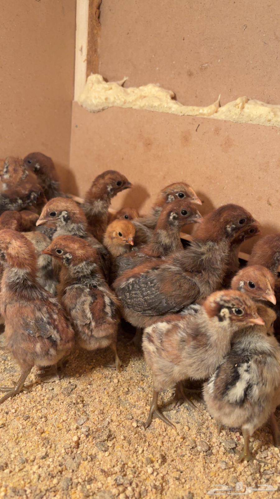 تم البيع الله يبارك للمشتري بعد ريشه64503486801155112