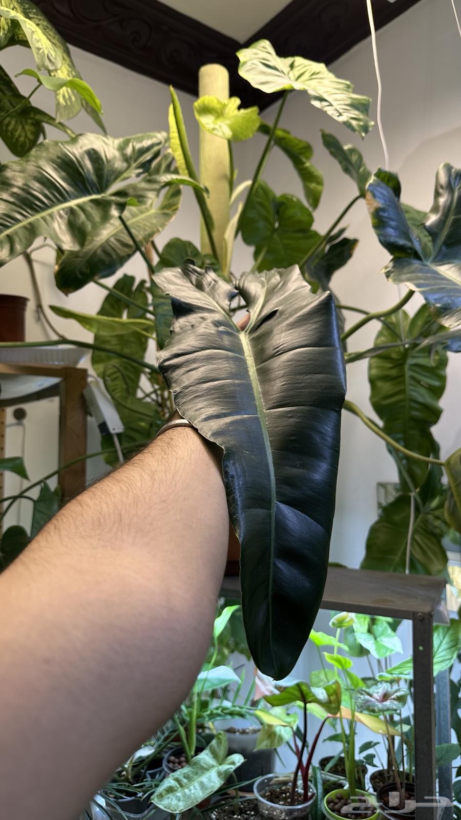 فيلودندرون بريسو  يردي من نوادر النباتات الداخلي64506535103617113