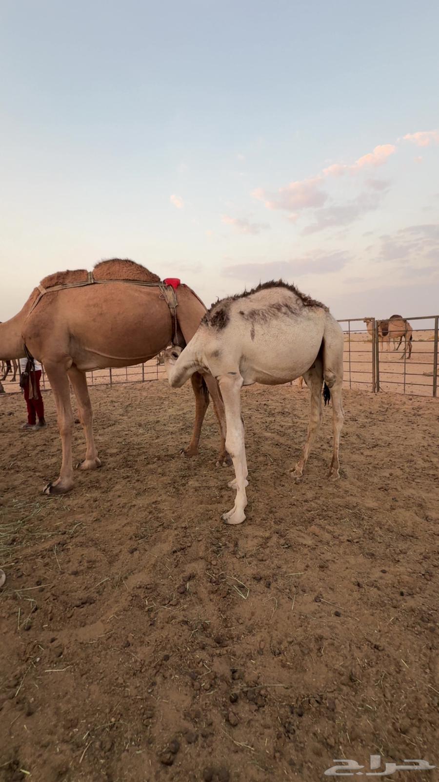 عشرا حمرا للبيع بدون حاشيها64503363467394113