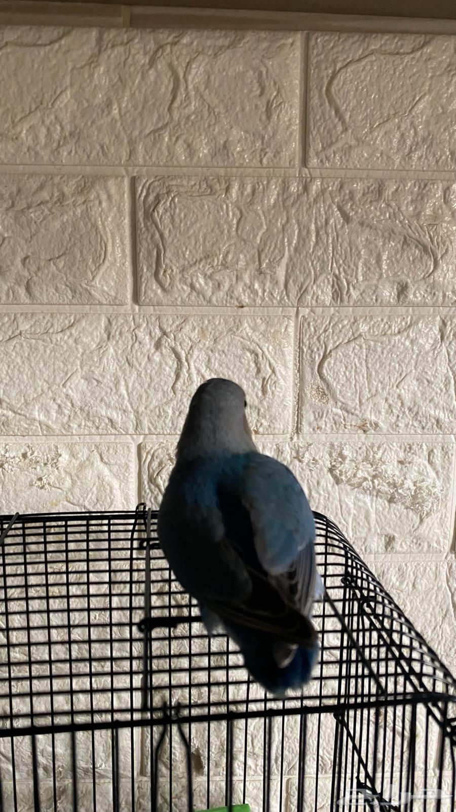 فرخ روز اليف هدد داخلي مزاجي64505875346435111