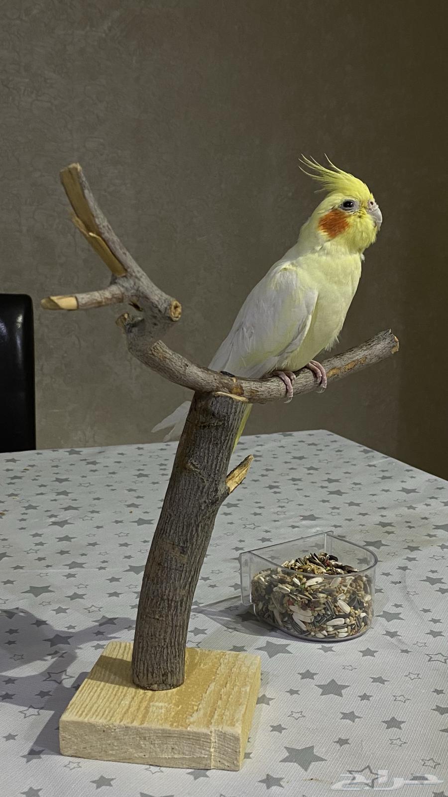 كروان لاتينو64505550308865112