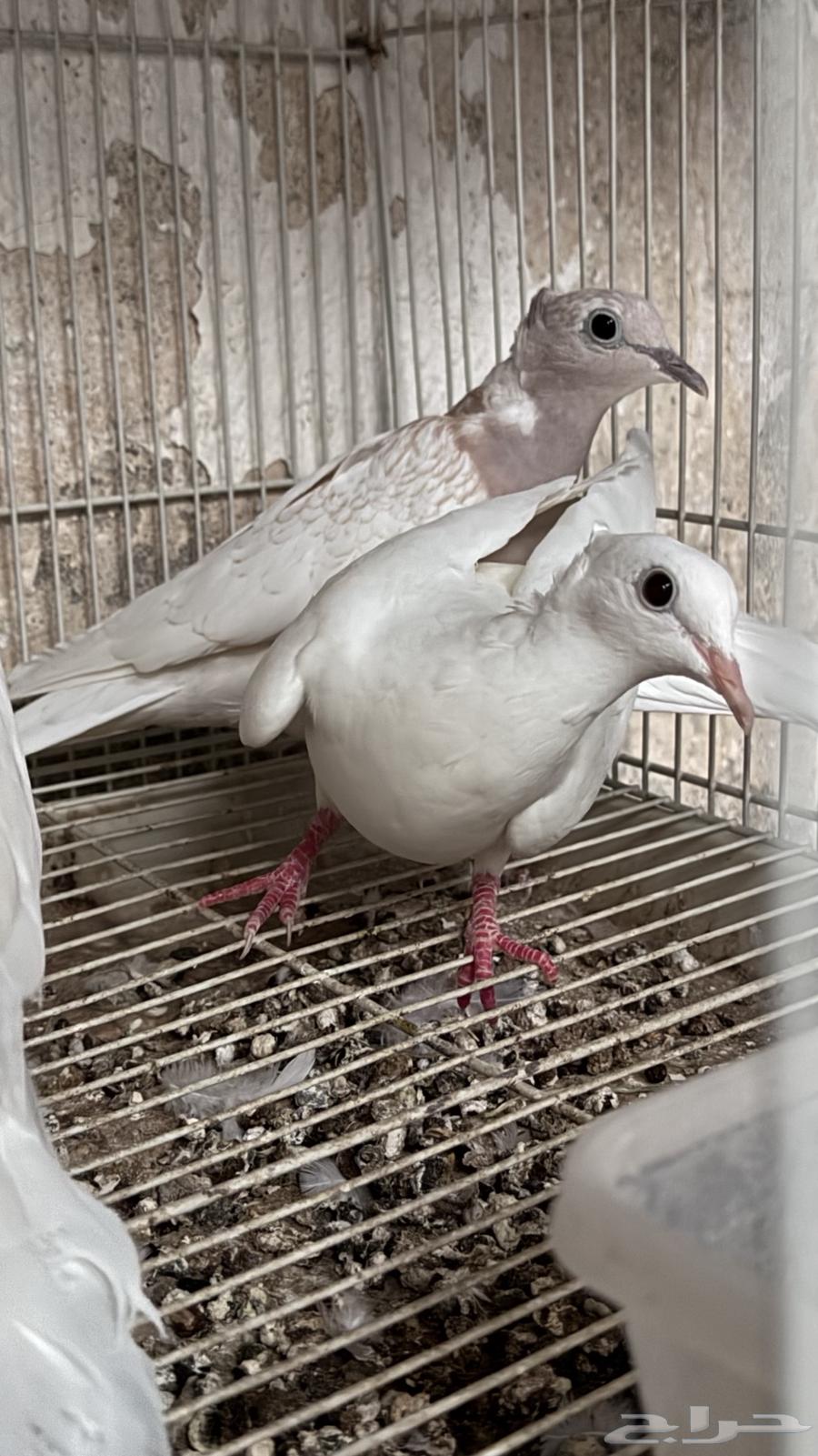 للبيع جوز قمري هولندي مع انتاجة64507949653633110