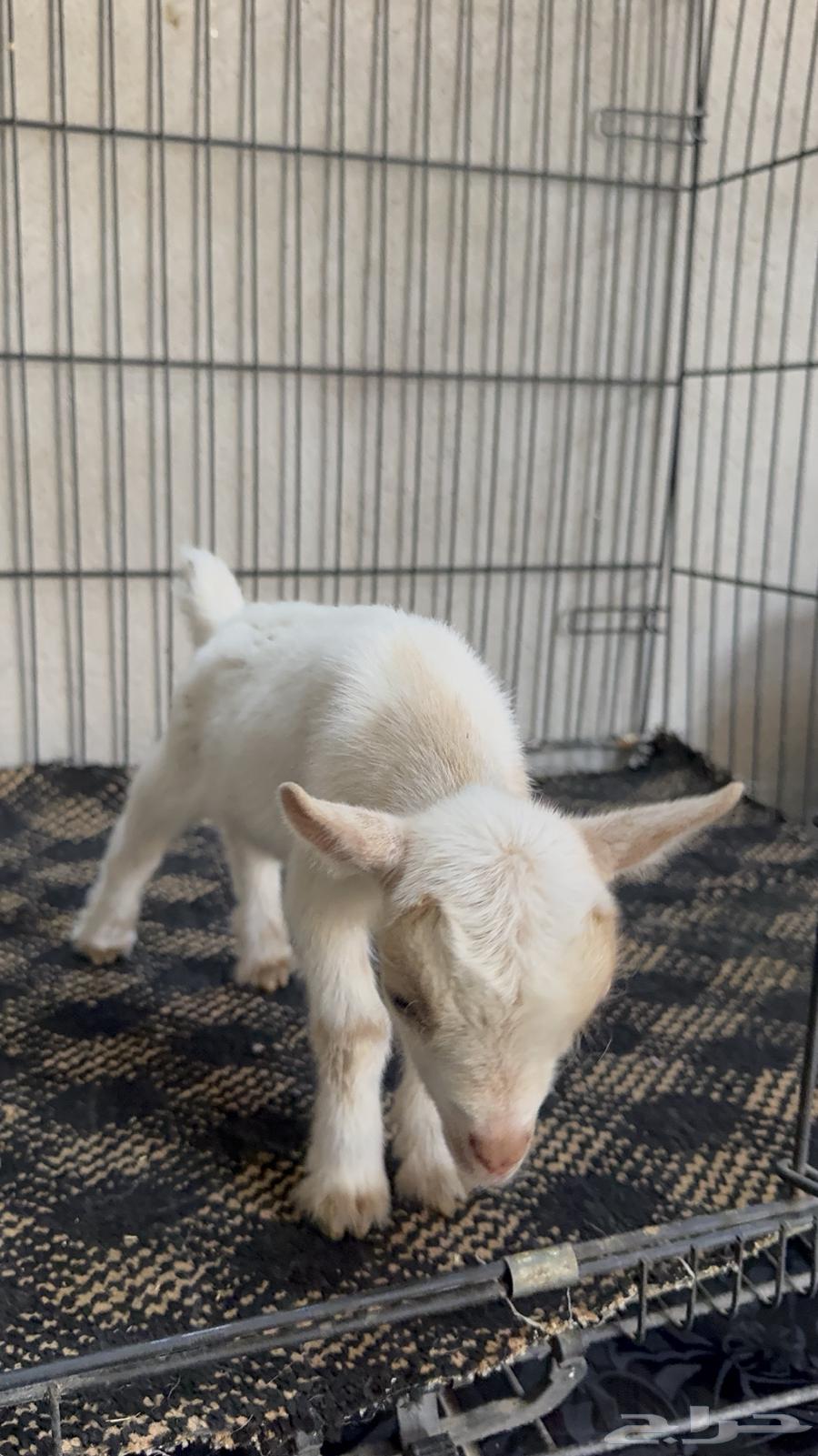 Dwarf goat64505791116673113