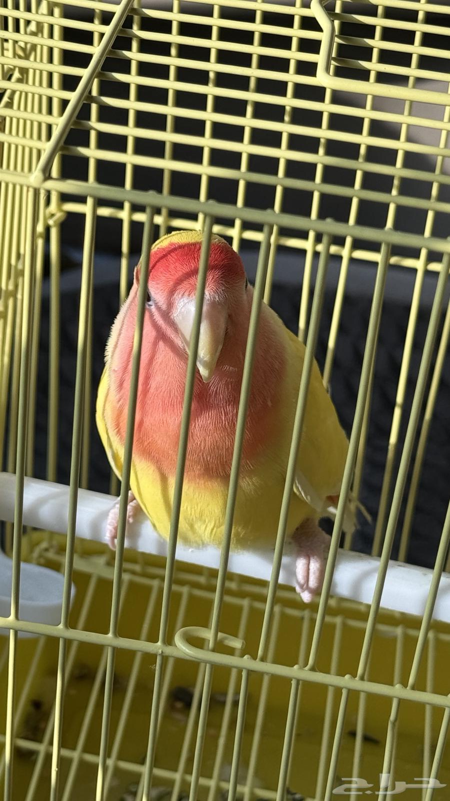 Bird of the Day64503623465603111