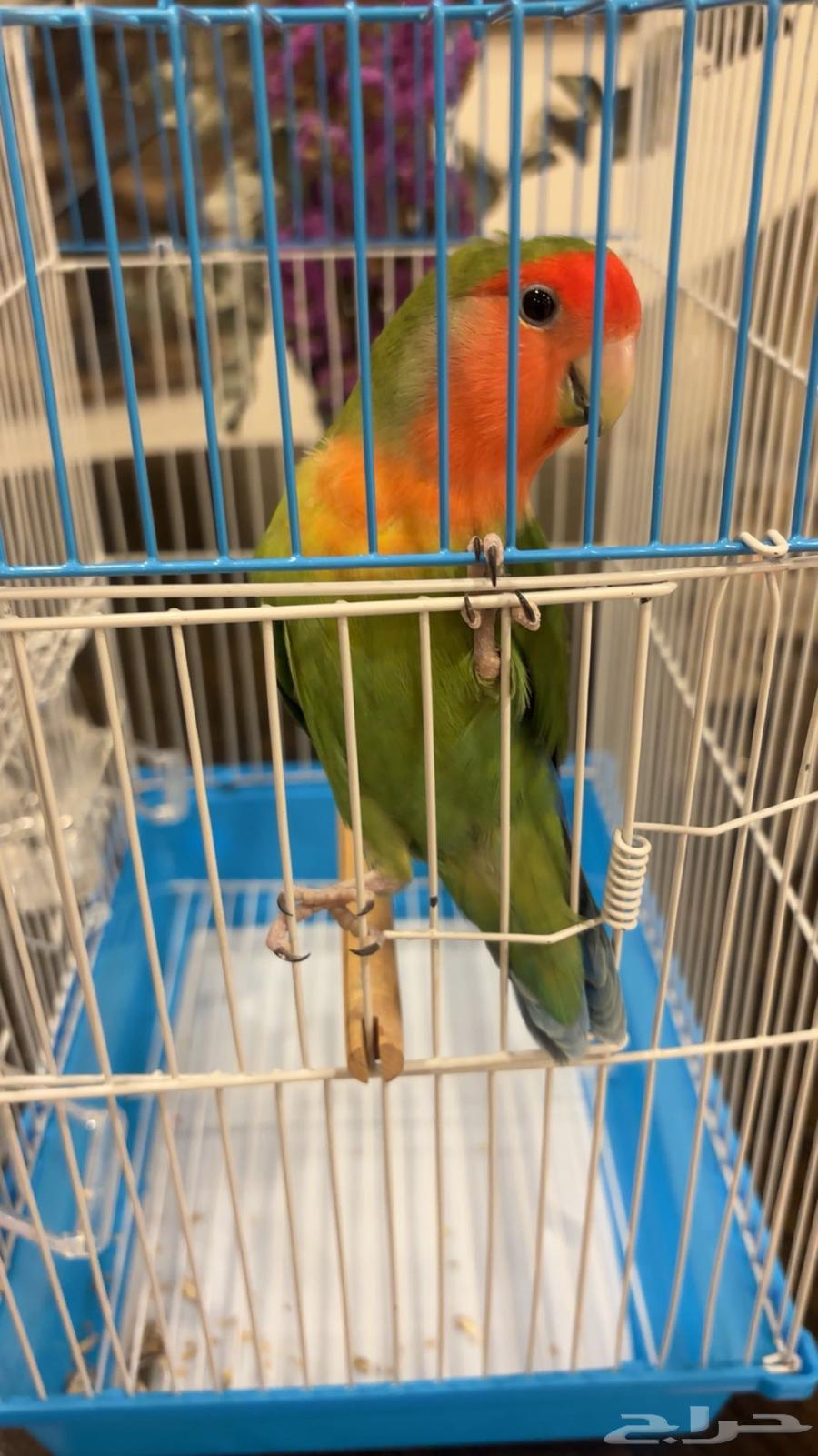 Alif's Bird64508705564673111