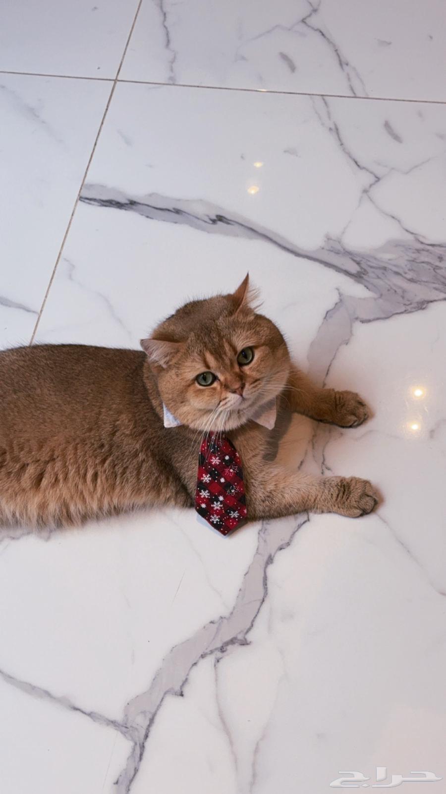 Scotch Cat for Breeding64507529243395111