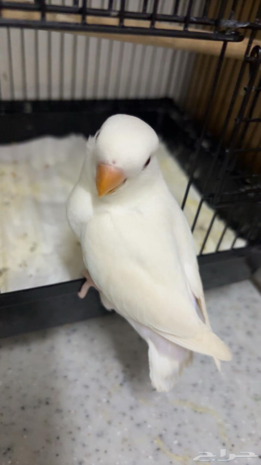 فرخ البينو روز64510577341825110