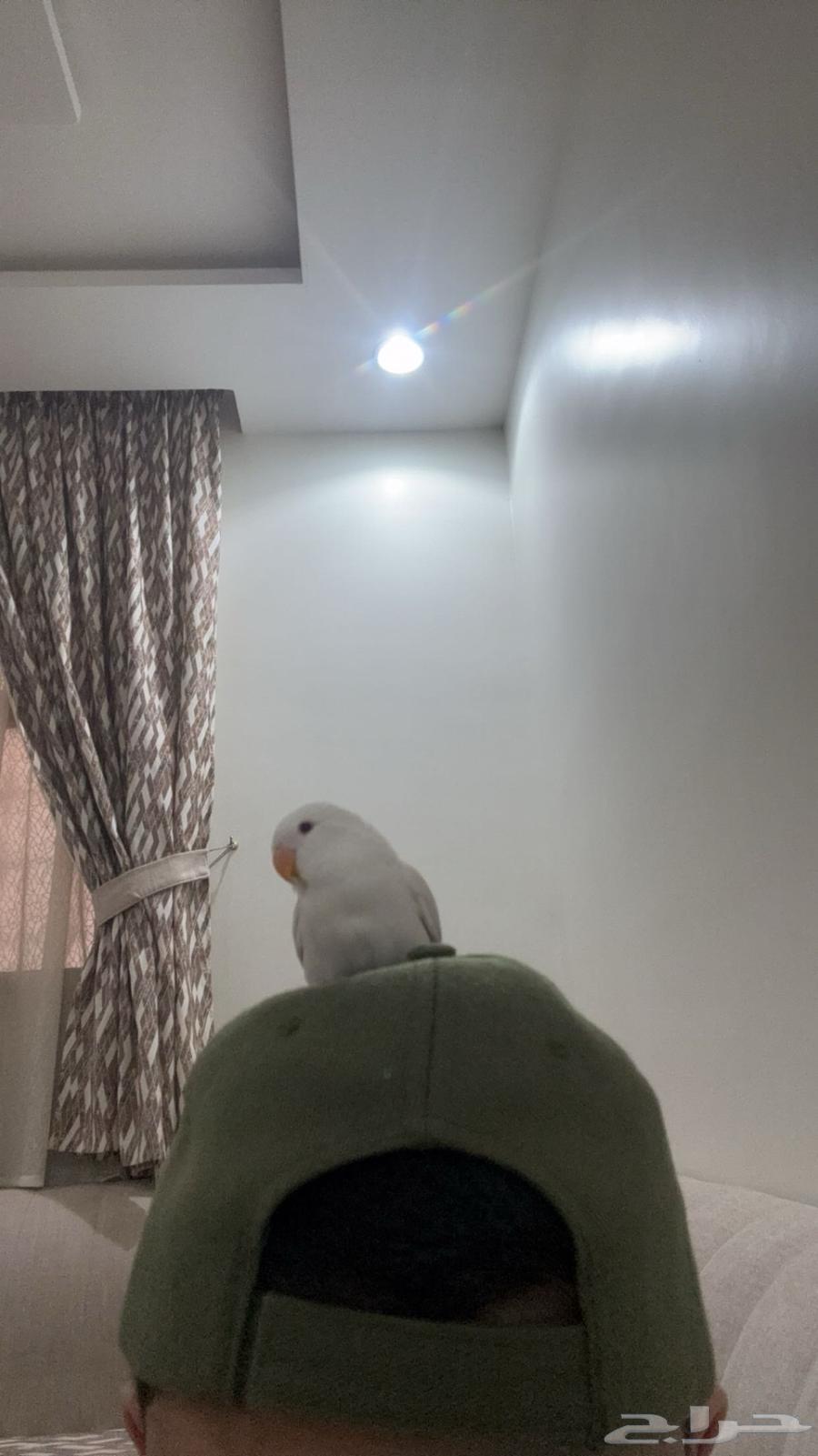 فرخ البينو روز64510577341825112