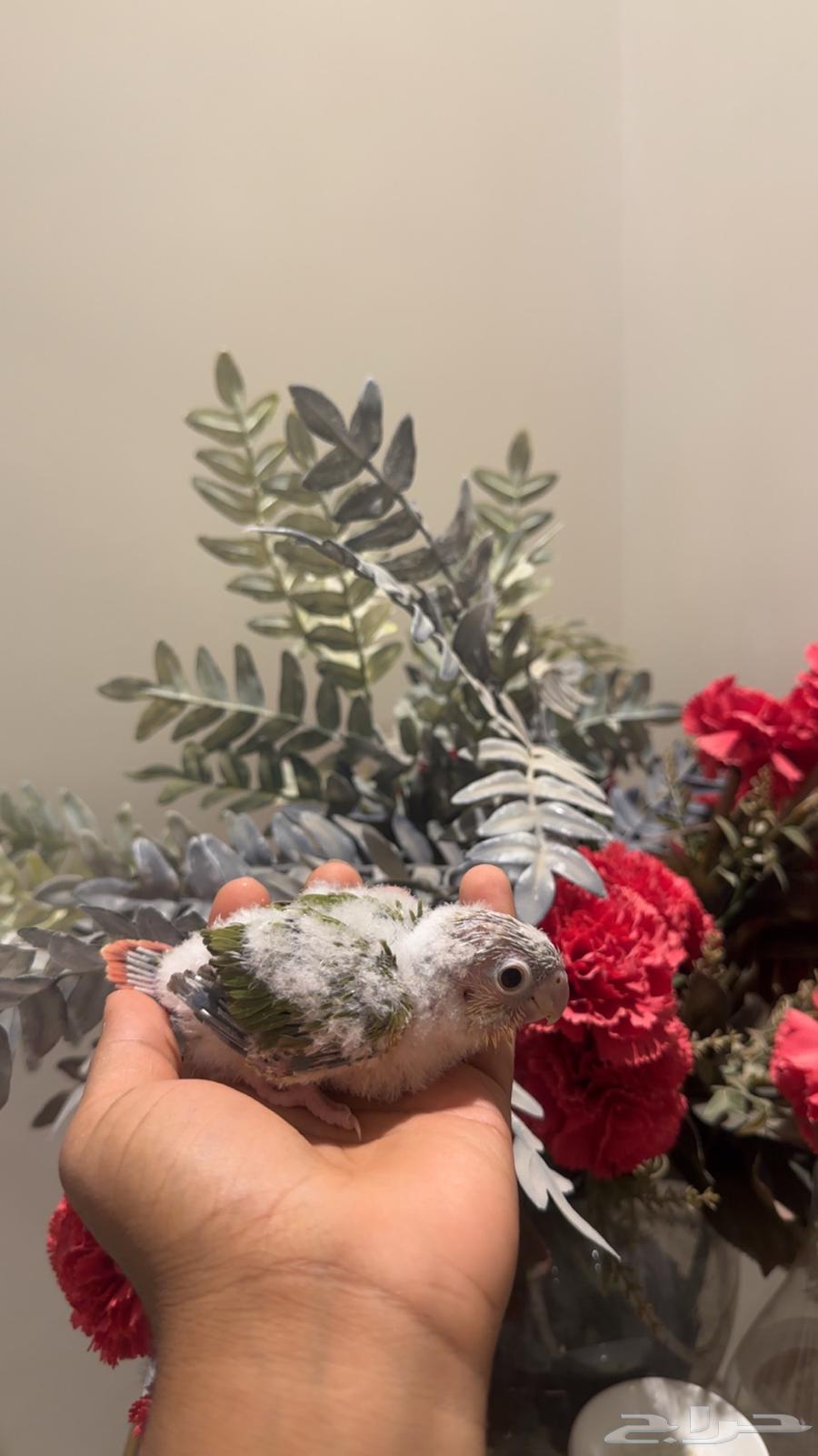 فرخ كنيور اناناس رد فاكتر تم بيع64506704043267111