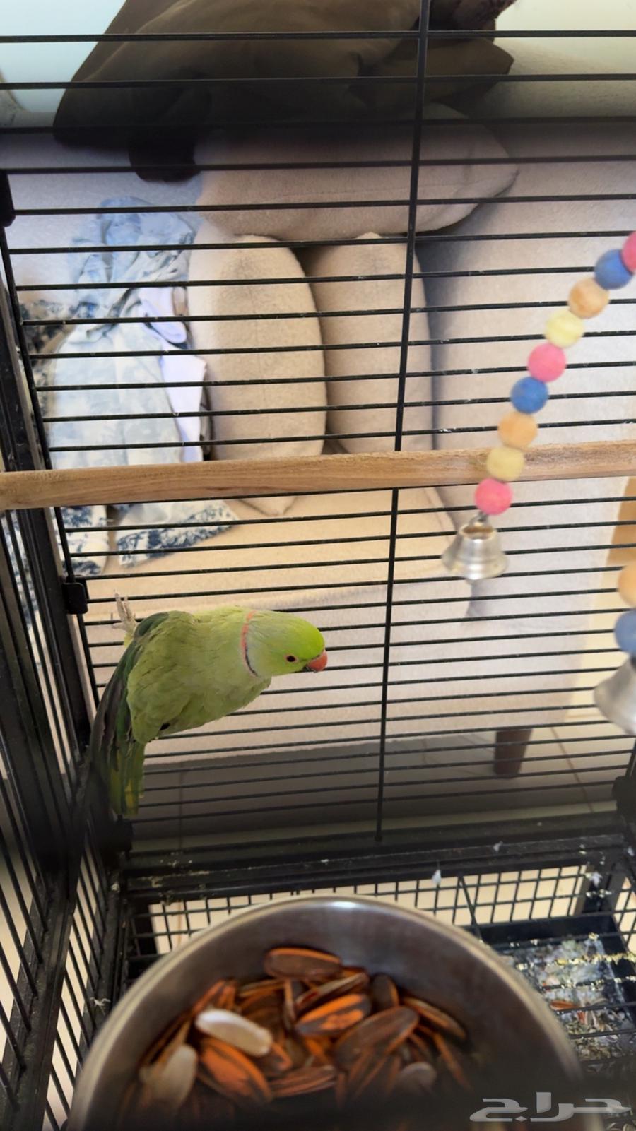 طير ببغاء64509292958978111