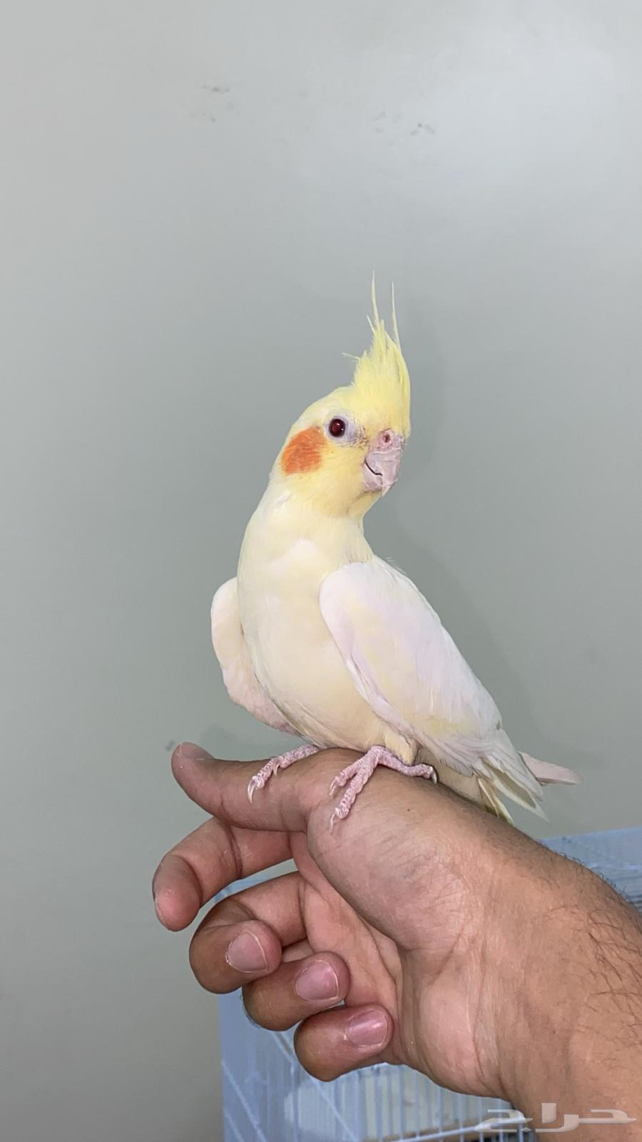 كروان لاتينو64505550308865114