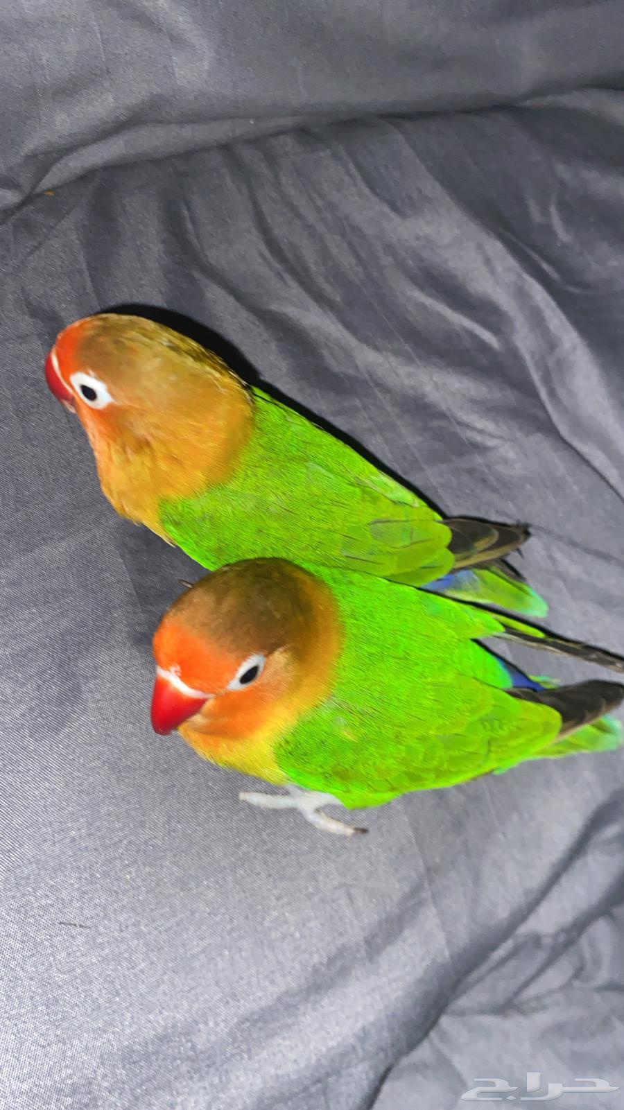 Flying Fisher includes all items, Samel comes for a lifetime near the year64503118244867114