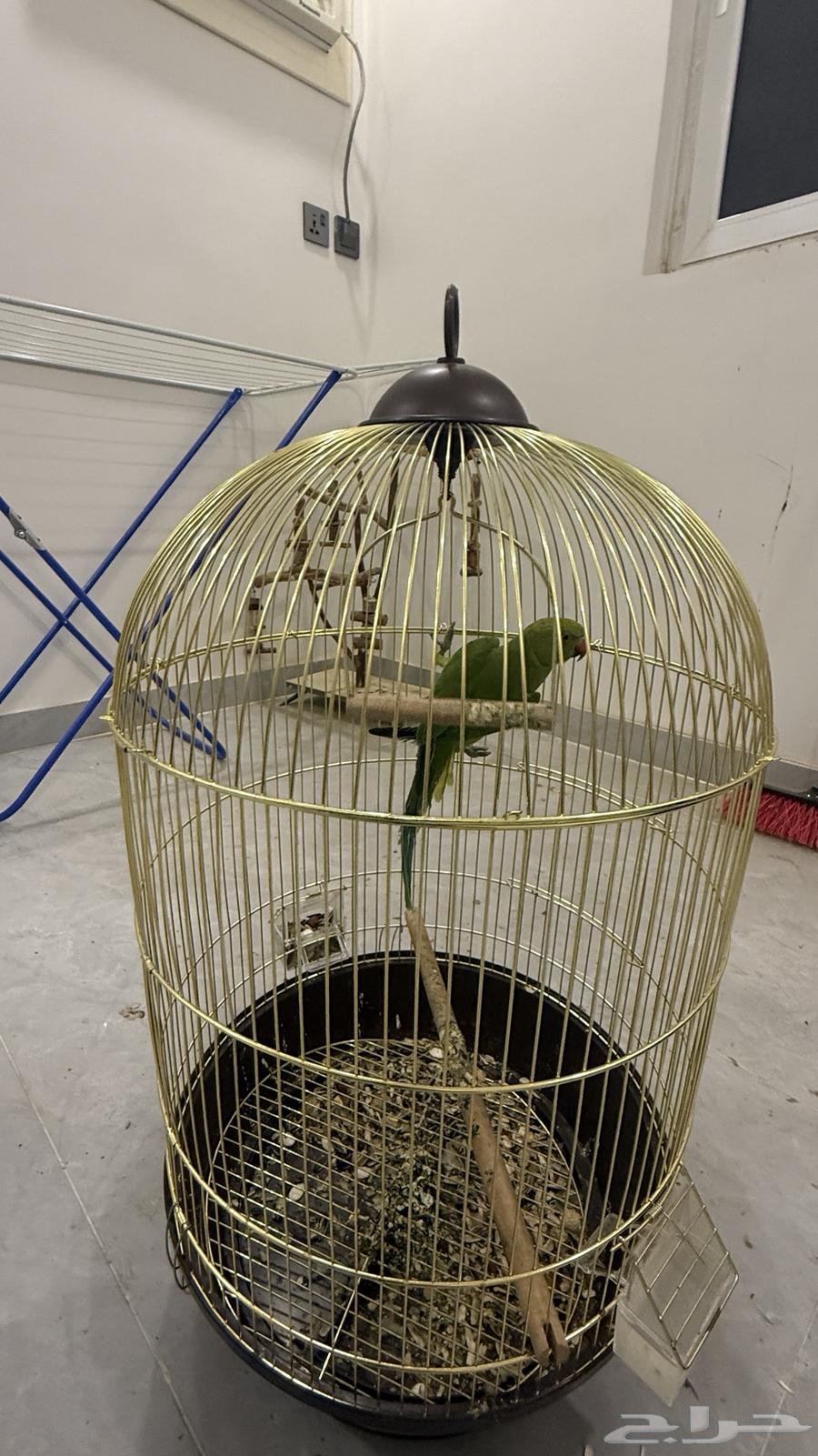 للبيع ببغاء د ر ة هندي (عمر 6 شهور تقريب ا) مع كامل الأغراض64510408619905111