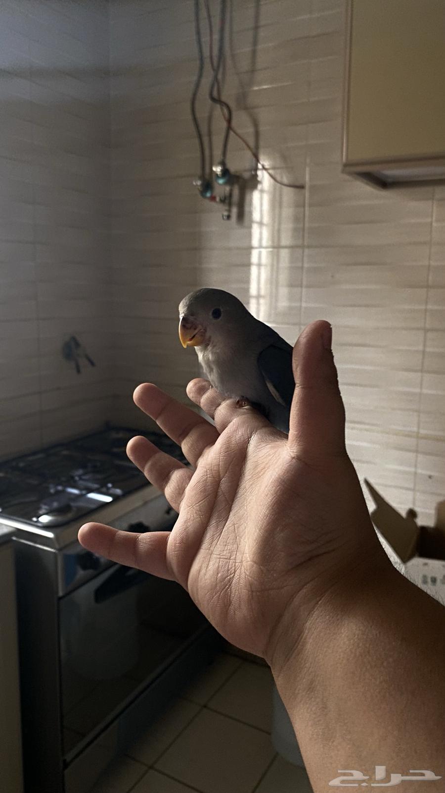 فرخ روز اليف هدد داخلي مزاجي64505875346435110