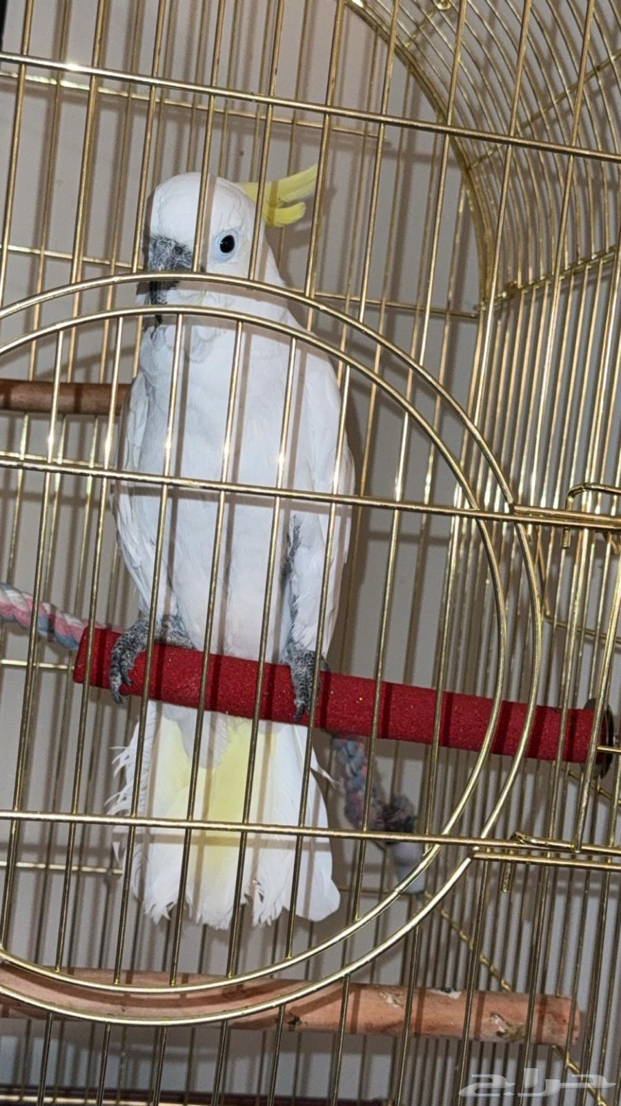 تم البيع64506718173186110