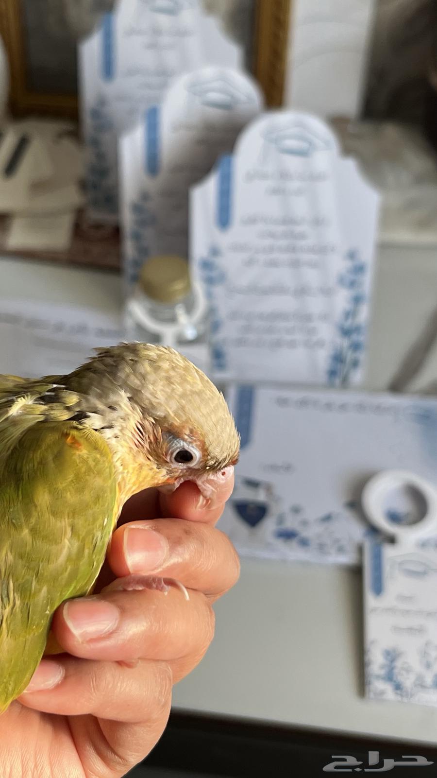 كنيور اليف جدا وهدد يحب صاحبه عمره 7 شهور64503241064707112